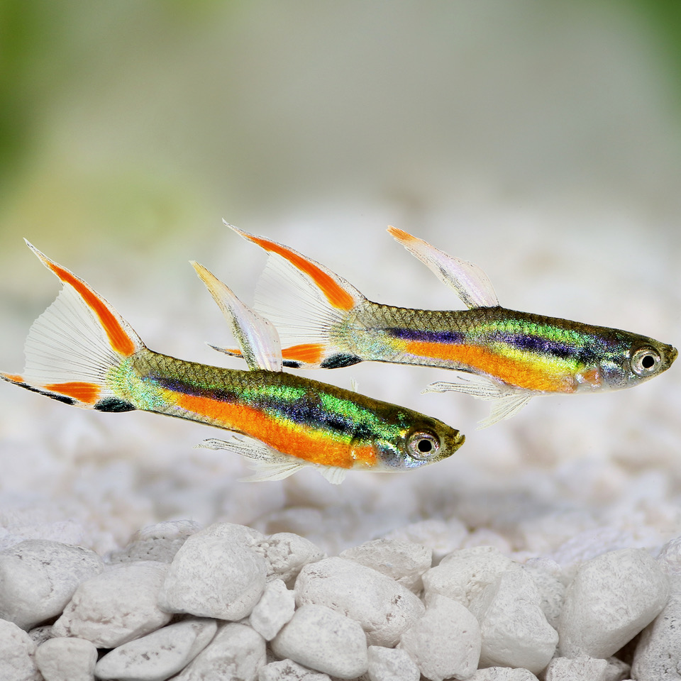 Guppy endler